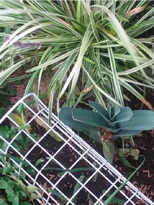 Sometimes I distract myself.  The internet does not always lie.  Onions and leeks can be regrown from the root ends of grocery store produce.